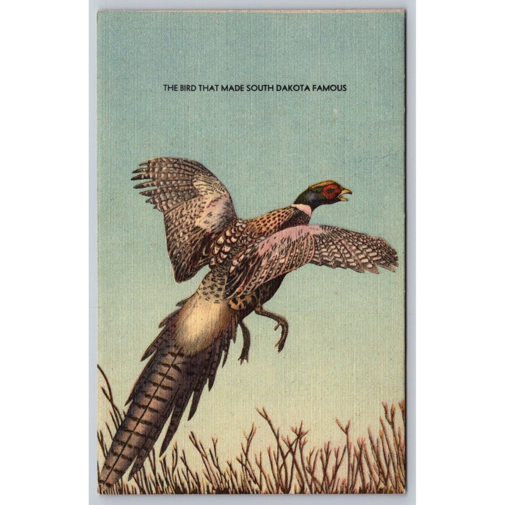 Vintage 1945 South Dakota Linen Postcard Pheasant Hunting SNAFU Bldg Huron